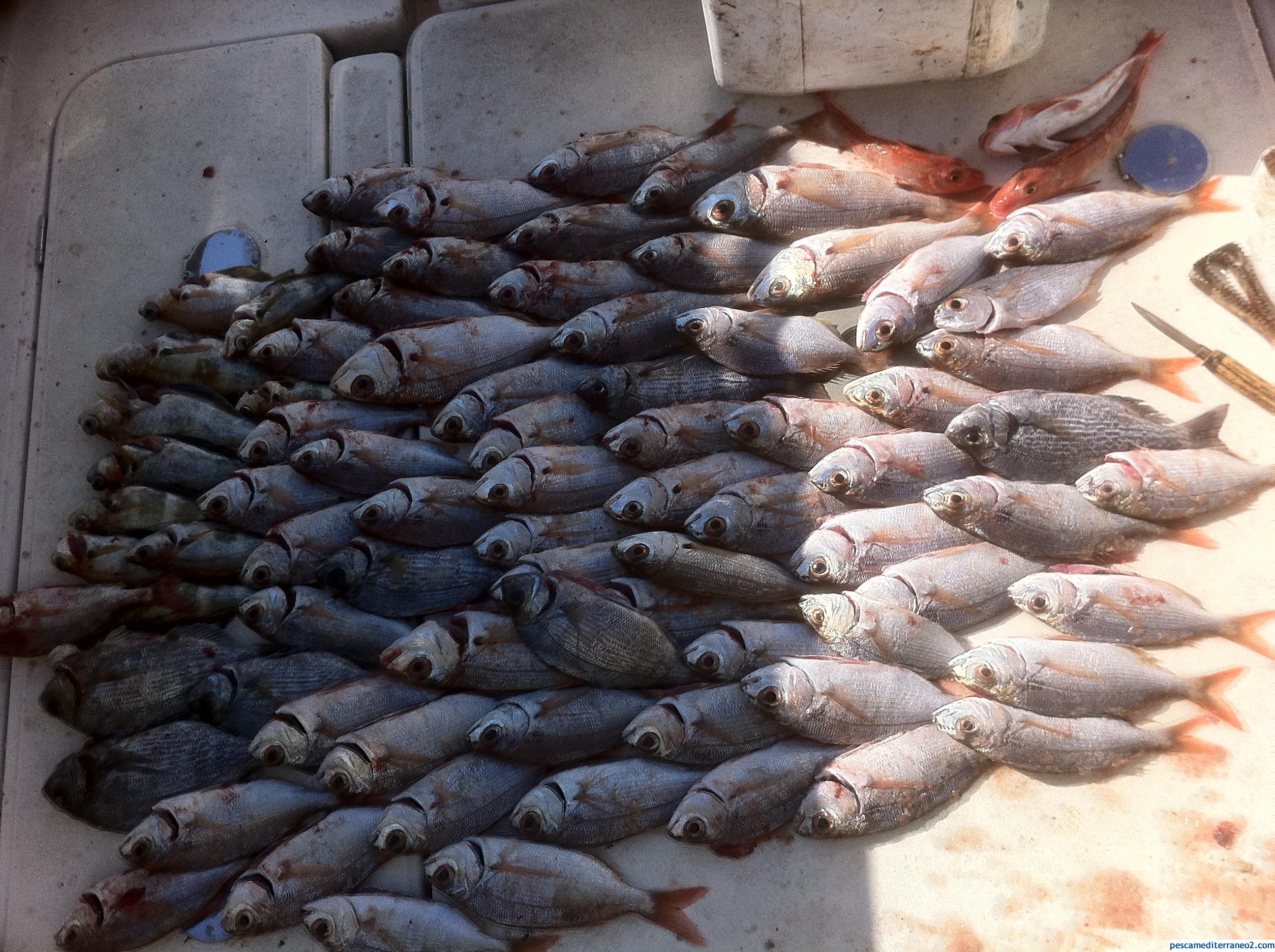 Capturas de Besugos al inicio del Levante : Pesca Surfcasting en