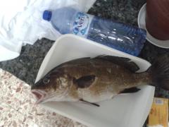 corvina 1.4 kg pescada en aguilas el 11/05/2012